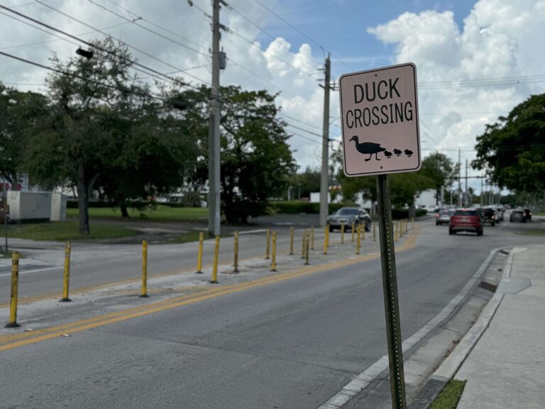 Fowl Play at 8th and SW 1st: Where Ducks Waddle Safely, But Humans Can’t